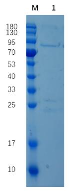 Reducing 12% SDS-PAGE analysis profile of purified gB (CBB stained).
